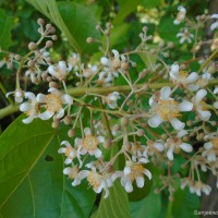 Berrya cordifolia (Willd.) Burret